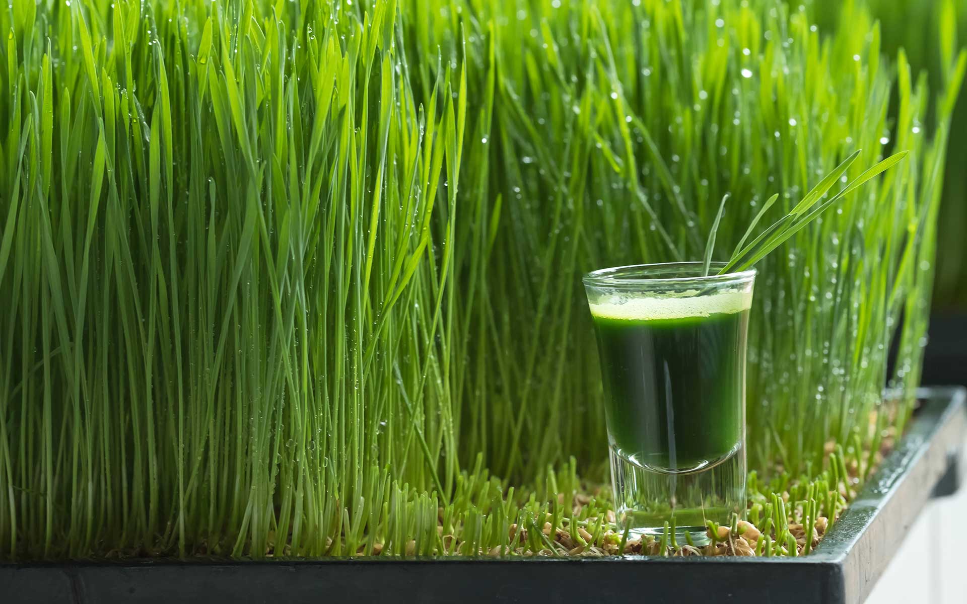 How Long Do You Need to Drink Wheatgrass For?